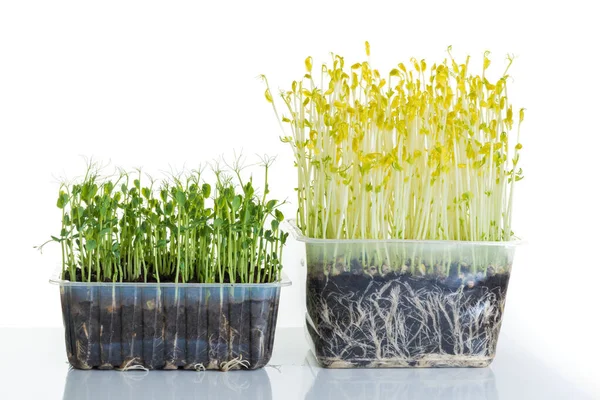 Bezelye Filizleri Mikro Yeşiller Gibi Büyür Hasat Edilmeye Hazır Beyaz — Stok fotoğraf