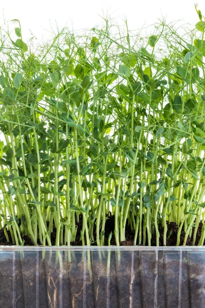 Bezelye Filizleri Mikro Yeşiller Gibi Yetişiyor Hasat Edilmeye Hazır Beyaz — Stok fotoğraf