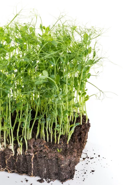 Brotes Guisante Tomados Recipiente Con Tierra Raíces Concepto Jardinería Casera —  Fotos de Stock