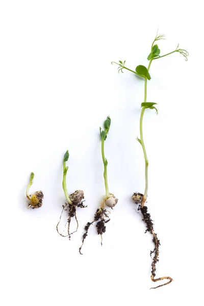 Plantas Guisante Etapas Crecimiento Acostado Plano Aislado Blanco —  Fotos de Stock