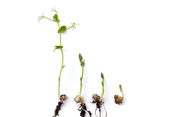 Plantas Guisante Etapas Crecimiento Acostado Plano Aislado Blanco —  Fotos de Stock