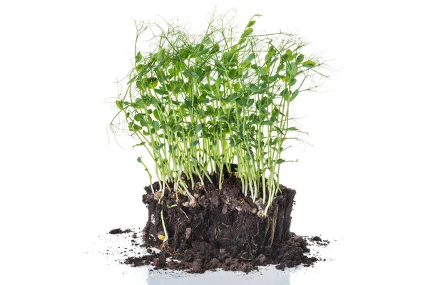豆芽从土壤和根部的容器中取出 健康的家庭菜园概念 — 图库照片