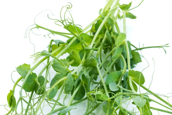 Erbsensprosse Mit Flach Liegenden Ranken Isoliert Auf Weiß — Stockfoto