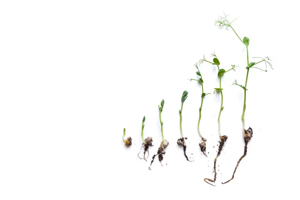 Pea Sprouts Different Grown Stages Lined Row Isolated White — Stock Photo, Image