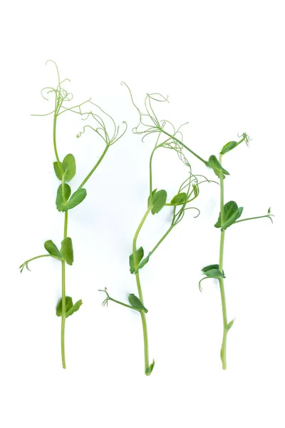 Jonge Erwtenplant Gekweekt Als Micro Groen Geïsoleerd Wit — Stockfoto