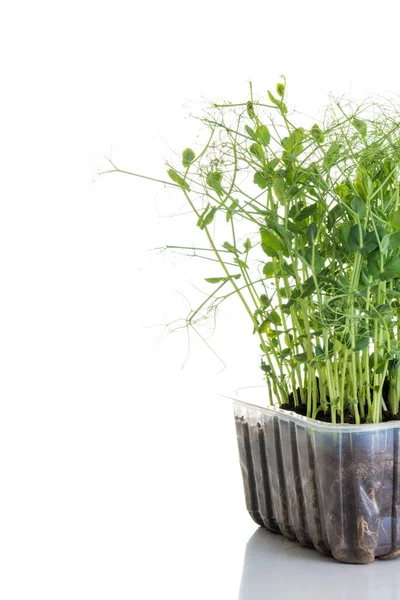 Erwt Scheuten Geteeld Als Micro Greens Klaar Worden Geoogst Geïsoleerd — Stockfoto