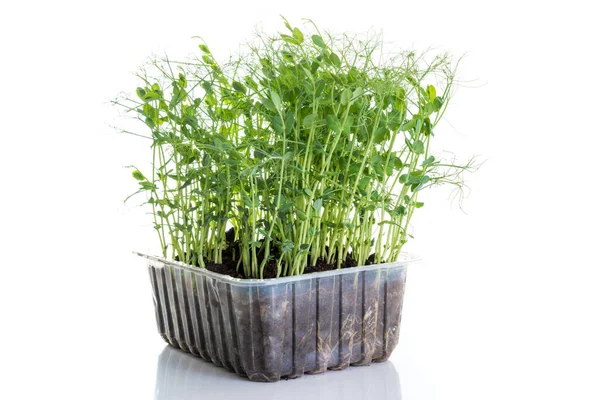 Pea Shoots Grown Micro Greens Ready Harvested Isolated White — Stock Photo, Image