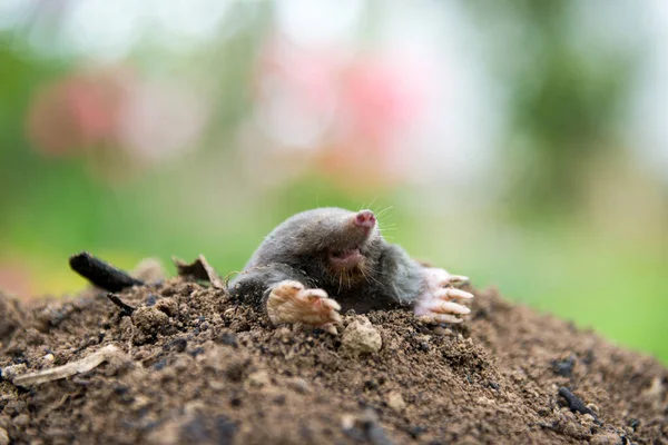 Mullvad Talpa Europaea Krypa Bruna Molehill Grönt Gräs Bakgrunden Djur — Stockfoto