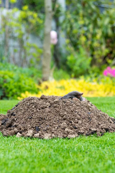 Topo Europeo Arrastrándose Fuera Molehill Sobre Suelo Mostrando Fuertes Pies —  Fotos de Stock