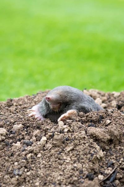 European Mole Crawling Out Molehill Ground Showing Strong Front Feet — Stock Photo, Image