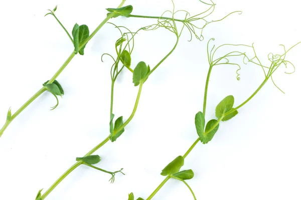 Planta Guisante Joven Cultivada Como Micro Verde Aislada Blanco —  Fotos de Stock