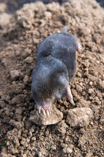 European Mole Caught Trap While Crawling Out Tunnel — Stock Photo, Image