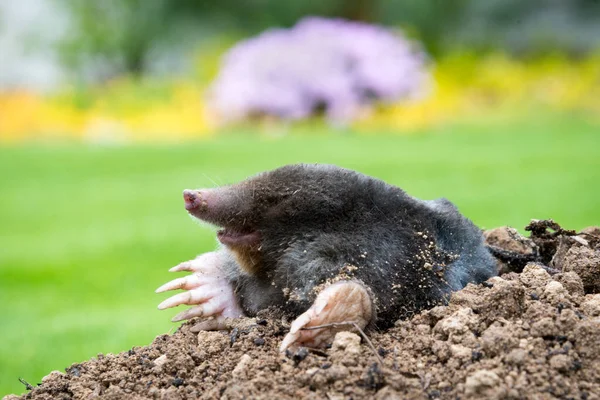 Mole Animal Talpa Europaea Προκαλώντας Ζημιές Παράσιτο Στον Κήπο Τους — Φωτογραφία Αρχείου