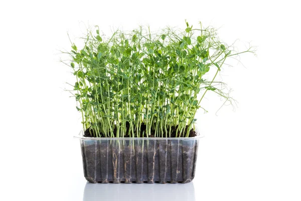 Pea Shoots Grown Micro Greens Ready Harvested Isolated White — Stock Photo, Image
