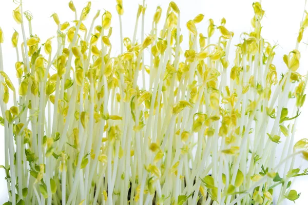 Pea Shoots Grown Darkness Extra Crispiness Used Salad — Stock Photo, Image