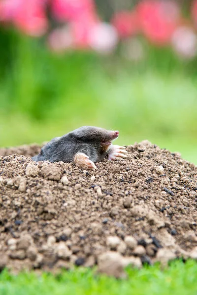 Europeisk Mullvad Talpa Europaea Förstör Gräsmattan Med Sina Mullvadskullar Och — Stockfoto