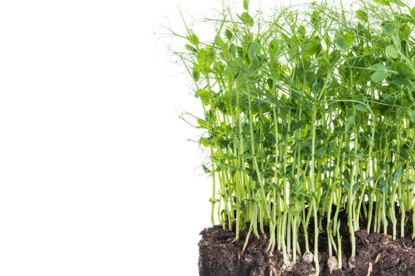 Výhonky Hrachu Odebrané Nádoby Hlínou Kořeny Zdravá Výživa Domácí Zahradničení — Stock fotografie