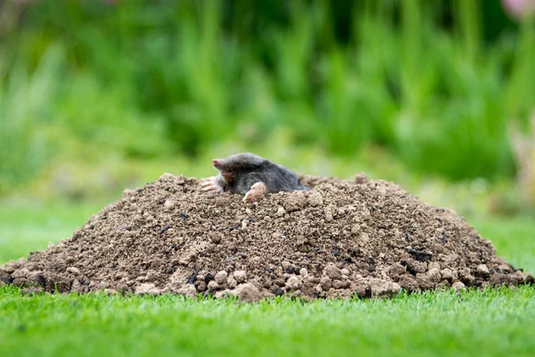 Taupe Européenne Talpa Europaea Détruisant Pelouse Avec Ses Collines Taupes — Photo