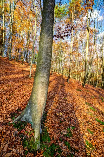 Autmn skogen — Stockfoto