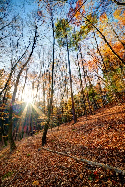 Autmn skogen — Stockfoto