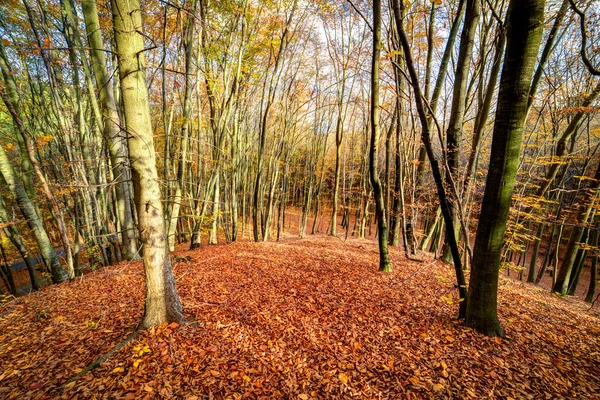 Autmn forest — Stock Photo, Image