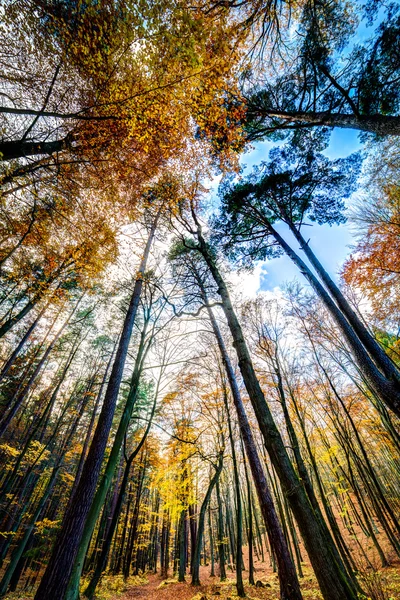 Autmn skogen — Stockfoto