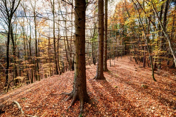 Autmn skogen — Stockfoto