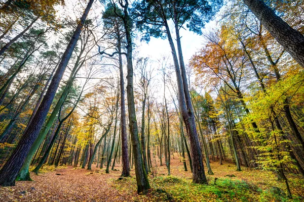 Pădurea Autmn — Fotografie, imagine de stoc