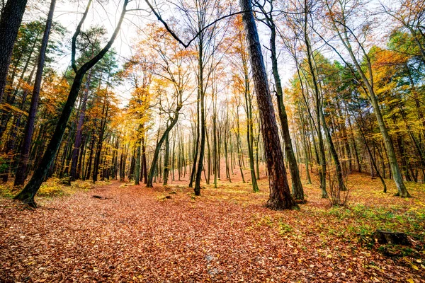 Autmn skogen — Stockfoto