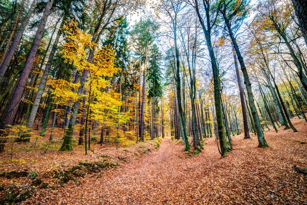 Een autmn bos — Stockfoto