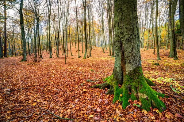 En autmn skog — Stockfoto