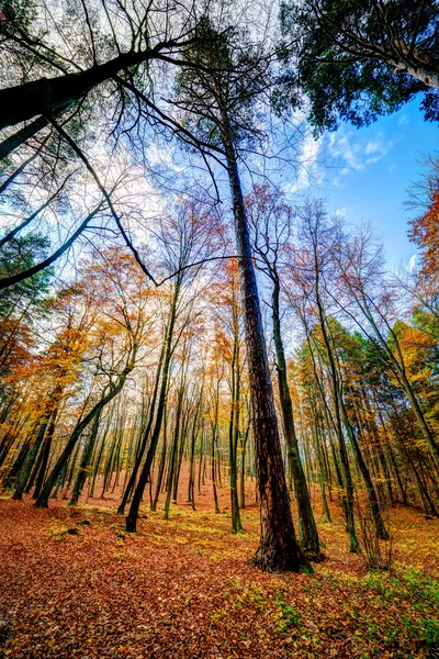 Un bosque autmn — Foto de Stock