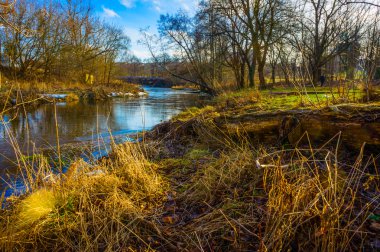 Nehir kıyısındaki ağaç