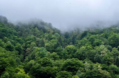 Dağlık bir ormanda bulutlar