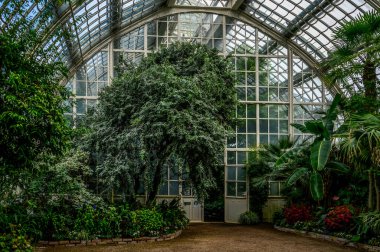 Yeşil evin içinde.