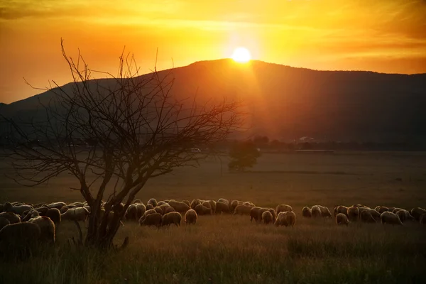 Koyunla günbatımı manzara