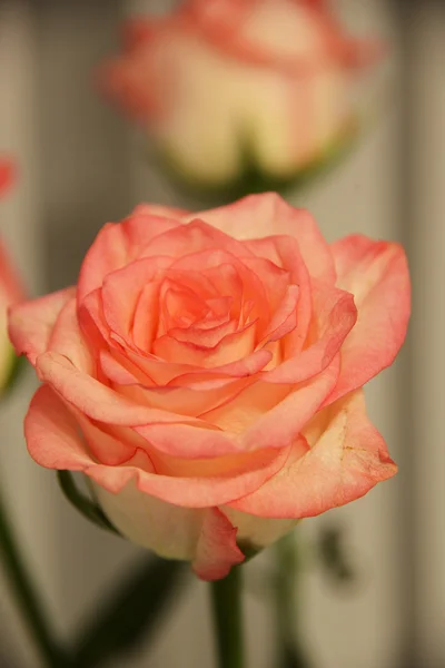 Róża z bokeh — Zdjęcie stockowe