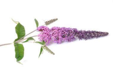 buddleia beyaz bir arka plan üzerinde