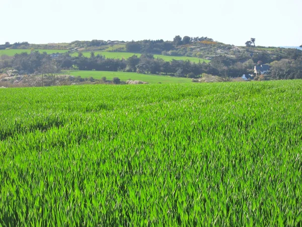 フランスの小麦のフィールド — ストック写真