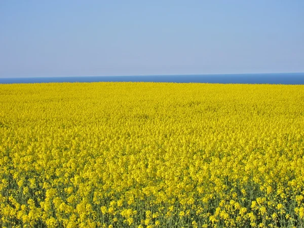 Flower of rape — Stock Photo, Image