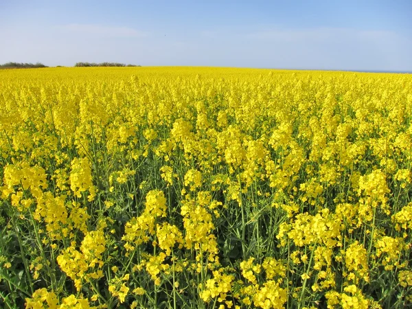 Flower of rape — Stock Photo, Image