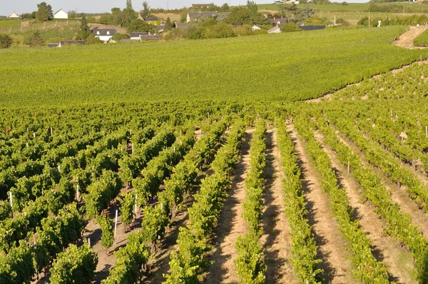 Vingård i Frankrike i Coteaux du Layon — Stockfoto