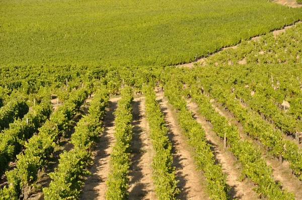 ヴァンド ・ デュ ・あおむけになったフランスのぶどう畑 — ストック写真