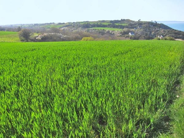 Un champ de blé en Bretagne — Photo