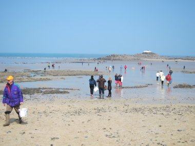  Martin Plajı'nda suların çekildiği kıyı deniz hayvanı kabuğu balık