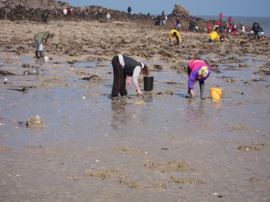  Martin Plajı'nda suların çekildiği kıyı deniz hayvanı kabuğu balık