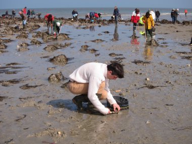  Martin Plajı'nda suların çekildiği kıyı deniz hayvanı kabuğu balık