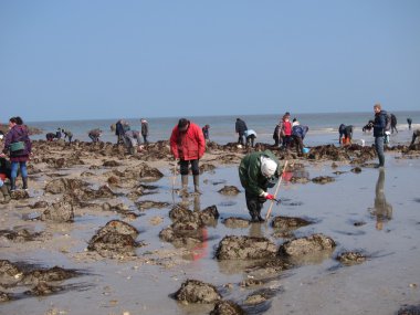  Martin Plajı'nda suların çekildiği kıyı deniz hayvanı kabuğu balık