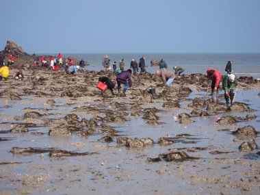  Martin Plajı'nda suların çekildiği kıyı deniz hayvanı kabuğu balık