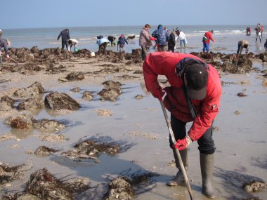  Martin Plajı'nda suların çekildiği kıyı deniz hayvanı kabuğu balık